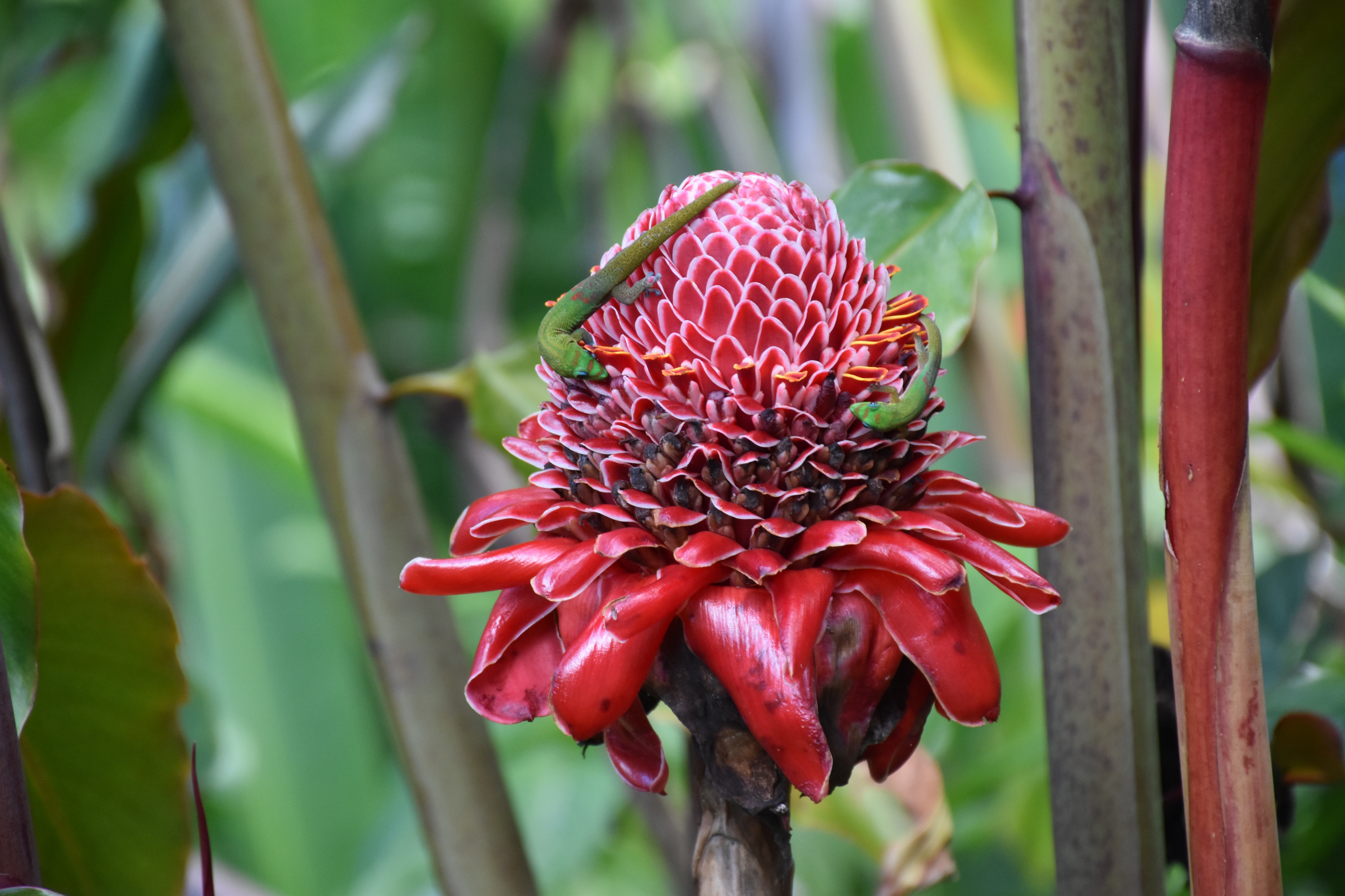 Big Island The Youngest Hawaiian Island Change Is Beckoning